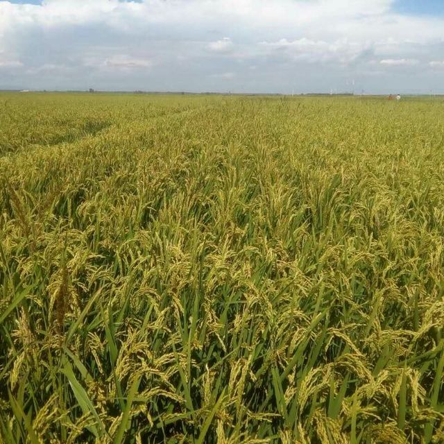 50/斤龙粳46(斤)062.50/斤龙粳53(斤)062.50/斤铁杆吨粮王