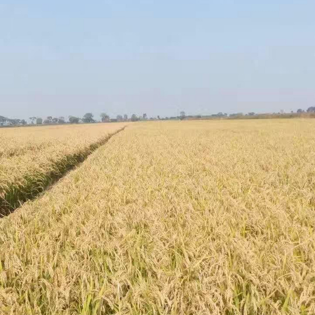 龙粳46原(斤)062.80/斤超级铁杆吨粮王(斤)064.00/斤