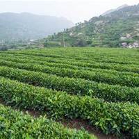 崂山茶新茶饮的开创者